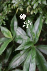 栃木県中央公園No09