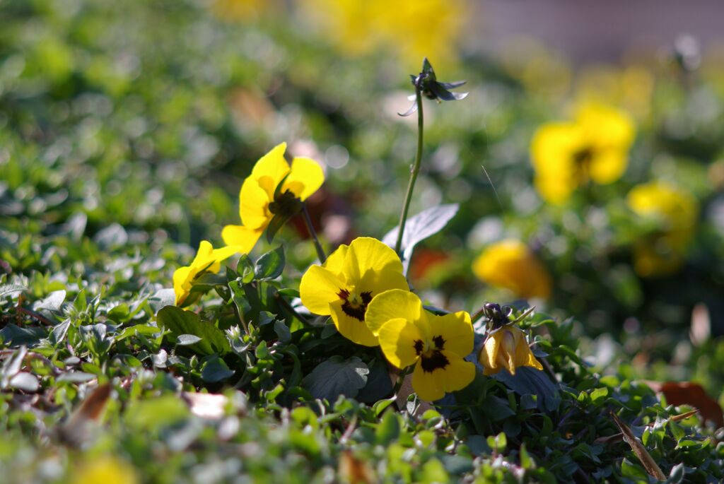 冬の公園の午後_点景