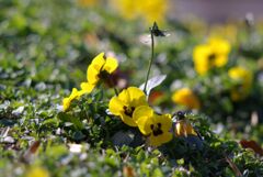冬の公園の午後_点景