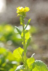 菜の花？
