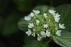 パソコンの壁紙用に