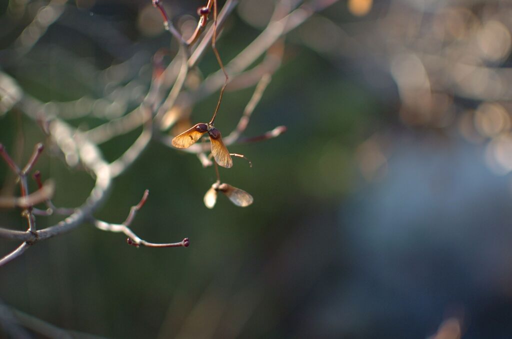 冬　紅葉　種