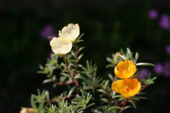 CANON EOS 1D Mark2 動作試験 No.3