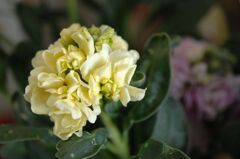 黄色のストック