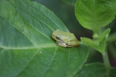 あまがえる