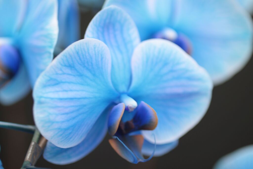 青い胡蝶蘭