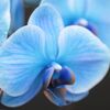 青い胡蝶蘭