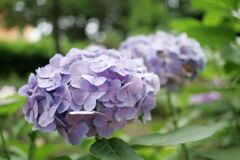 栃木県中央公園No02