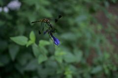 栃木県中央公園No06