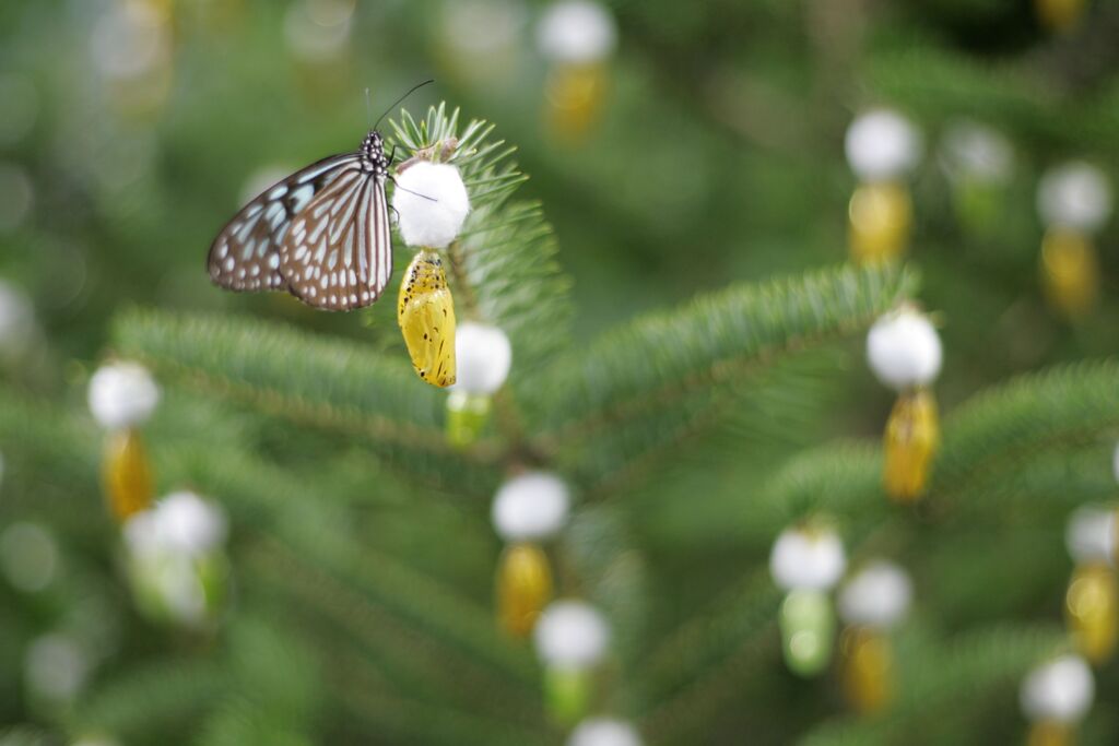 黄金のさなぎとてふてふ