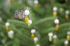 黄金のさなぎとてふてふ