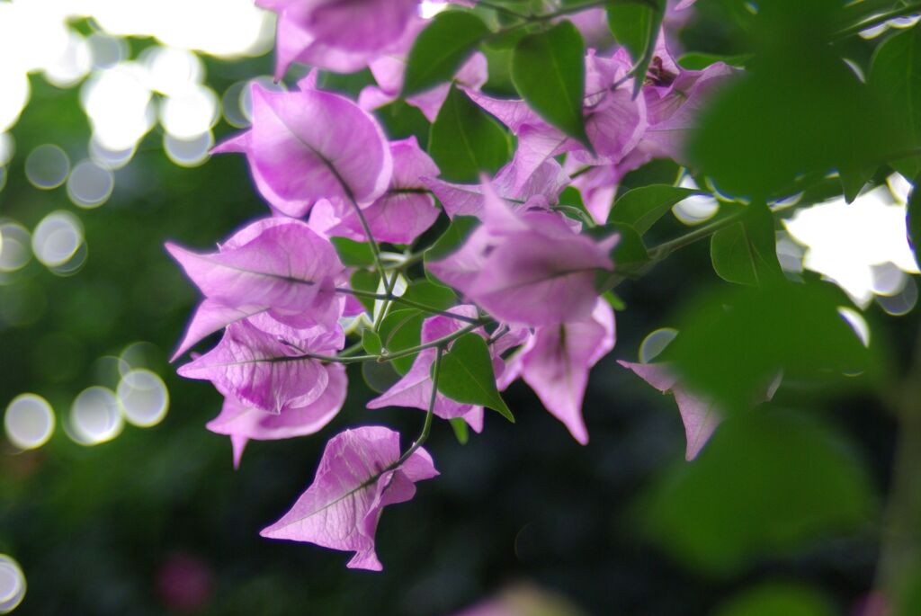 ブーゲンビリア