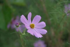 秋桜