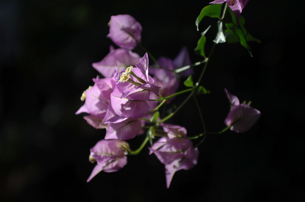 ブーゲンビレア