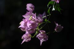 ブーゲンビレア