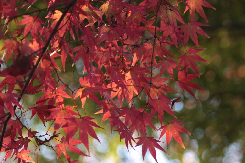 紅葉してきた！