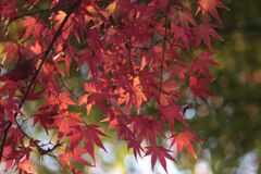 紅葉してきた！