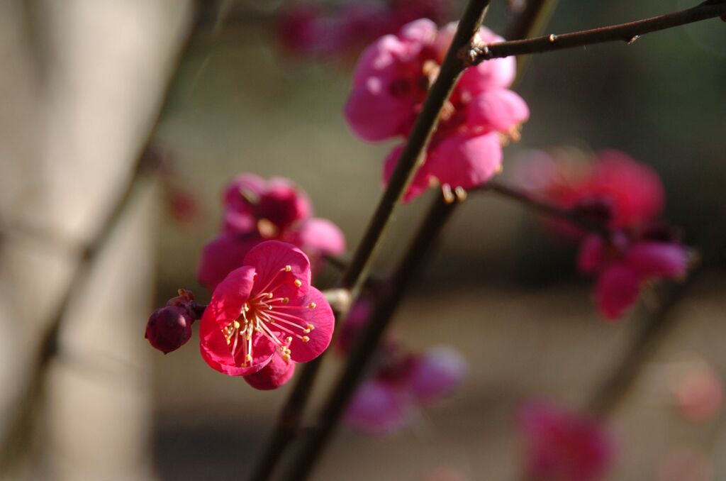 紅梅