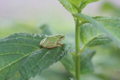 あまがえる