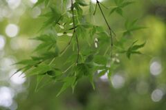 栃木県中央公園