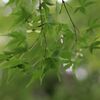栃木県中央公園