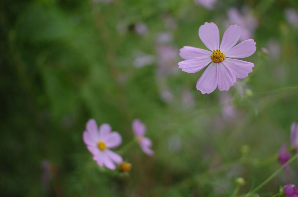 秋桜
