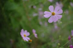 秋桜