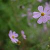 秋桜