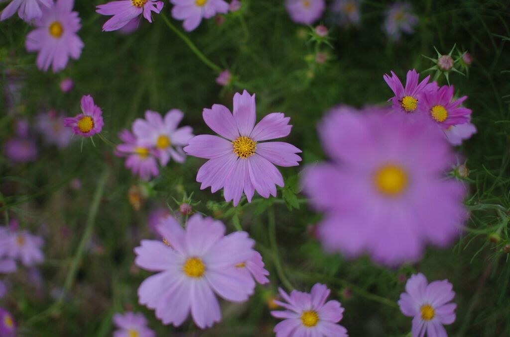 秋桜