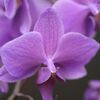 紫の蘭