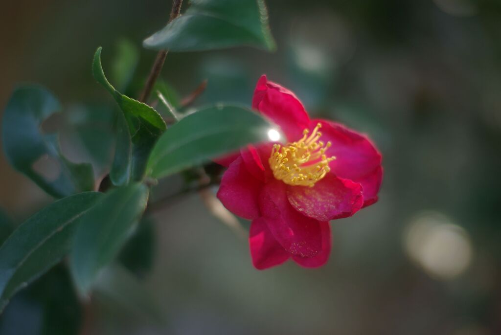 冬の公園の午後_さざんか