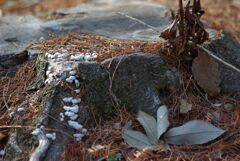 冬の公園の午後_点景
