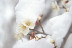 雪と白梅