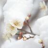 雪と白梅