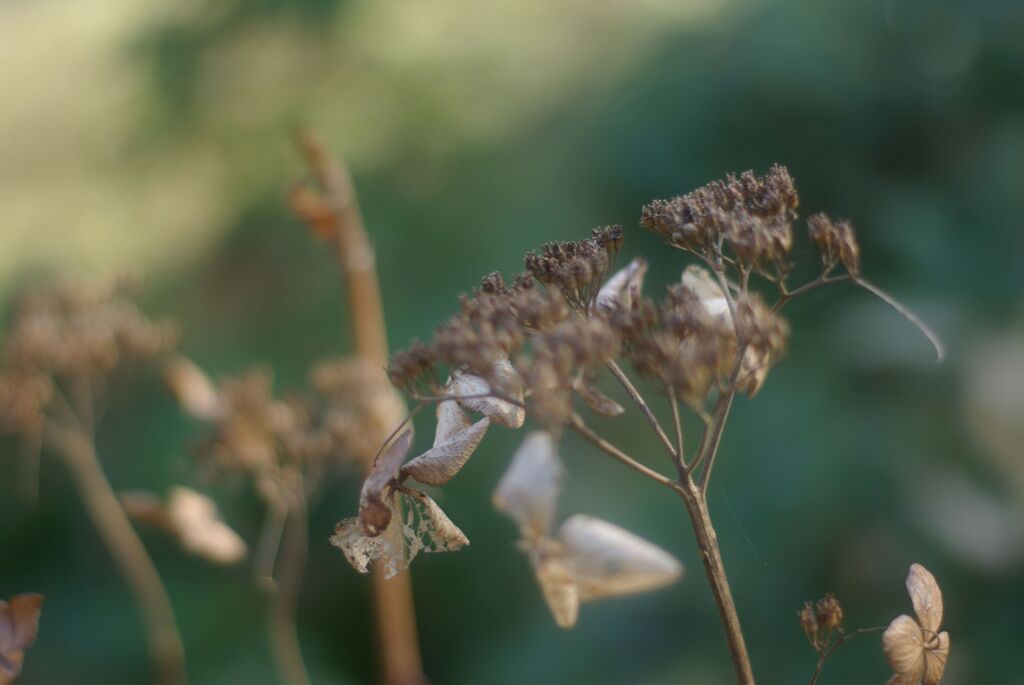 冬の公園の午後_あじさい