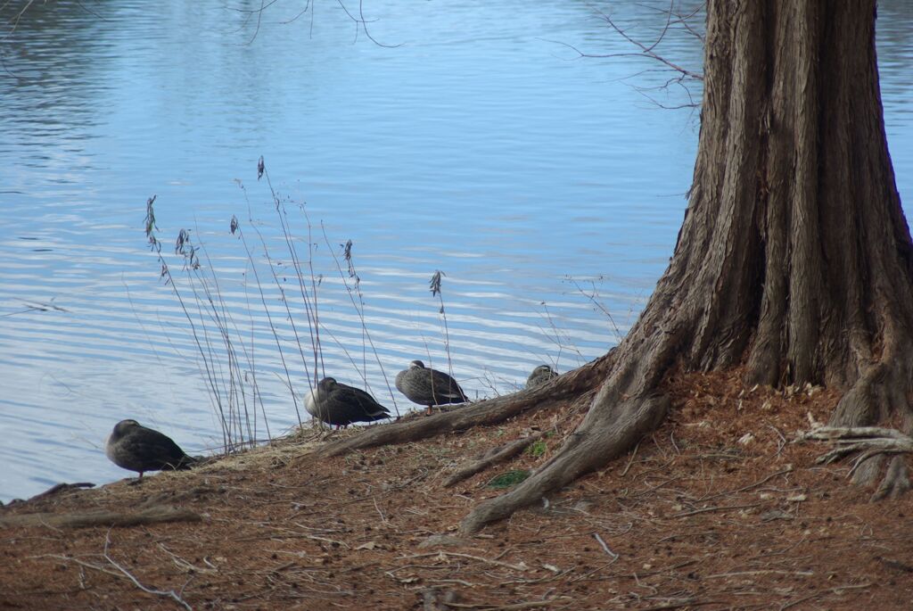 冬のわんぱく公園にて