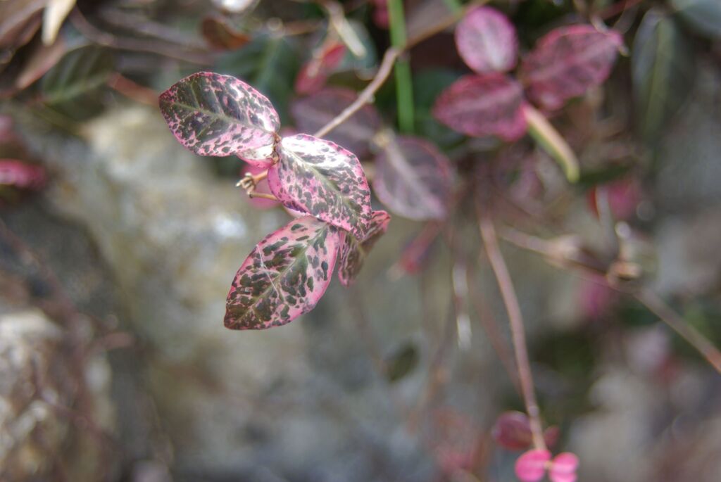 わんぱく公園にて