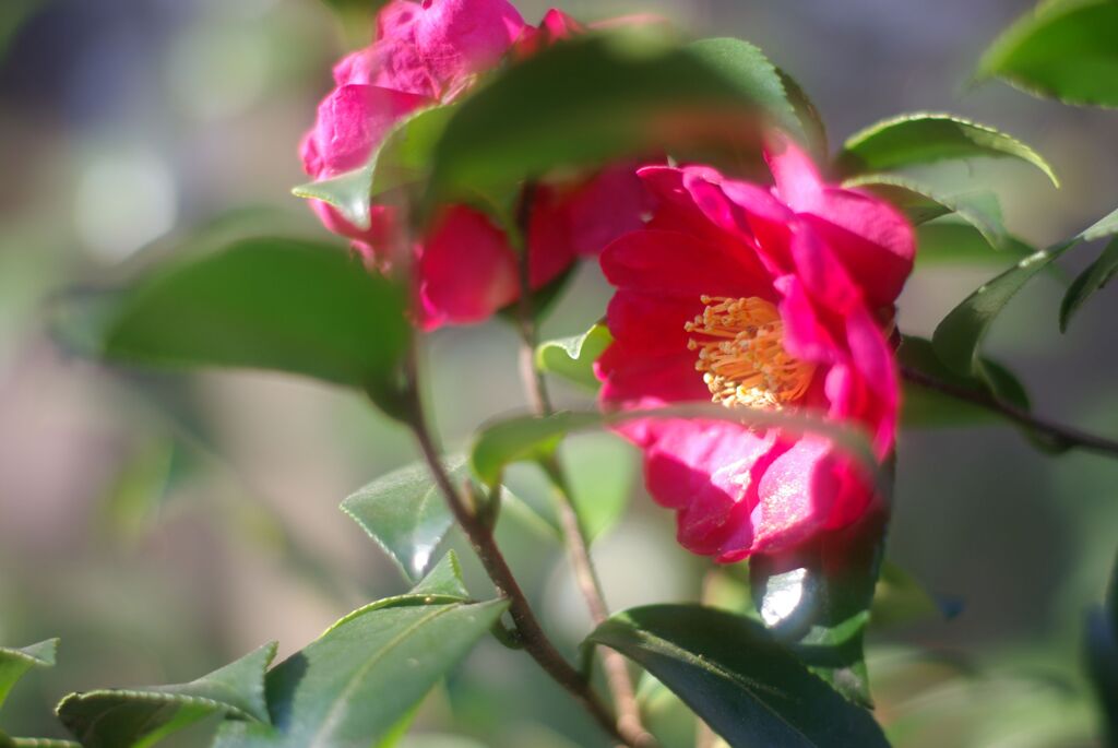 冬の公園の午後_さざんか