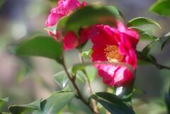 冬の公園の午後_さざんか