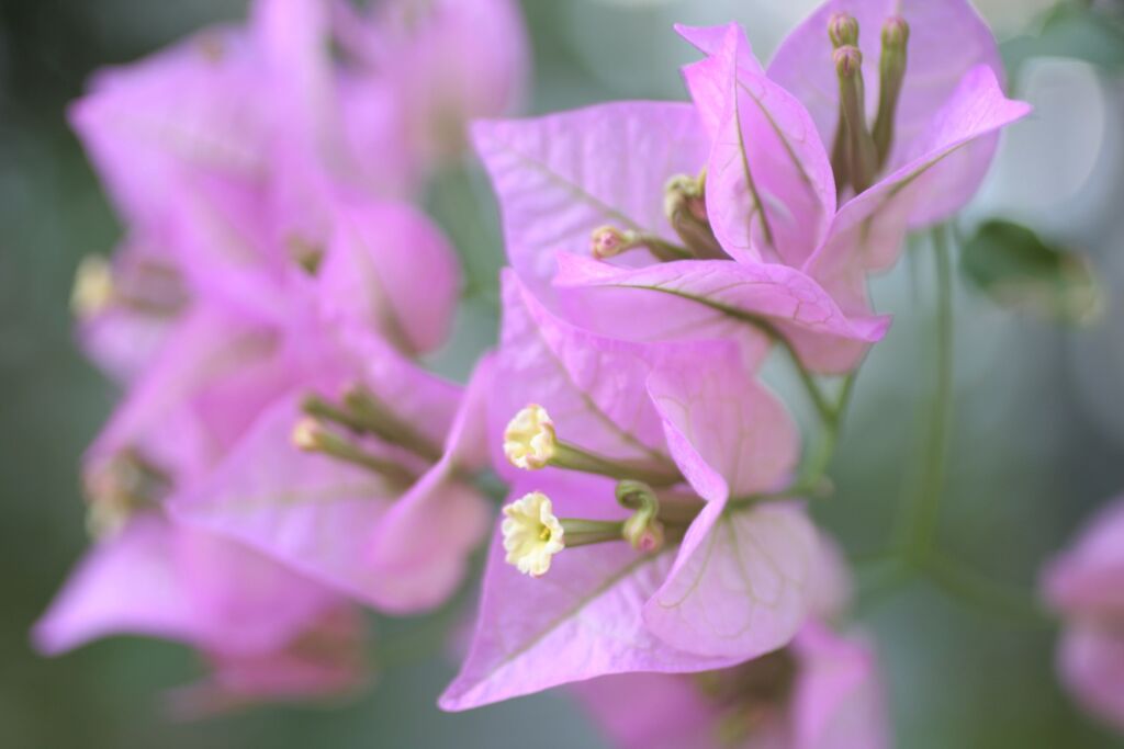 ブーゲンリレア