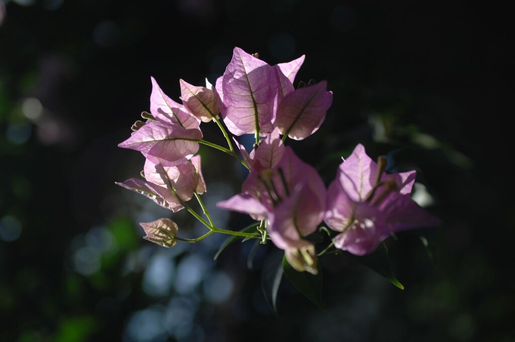 ブーゲンビレア