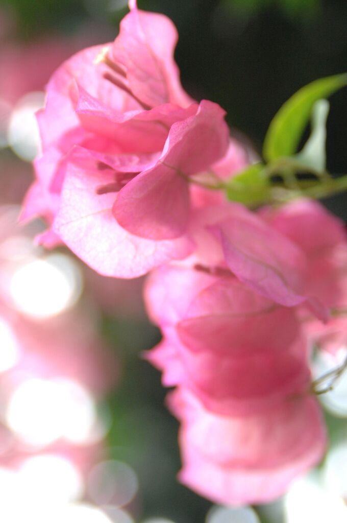 ブーゲンリレア