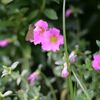 わんぱく公園