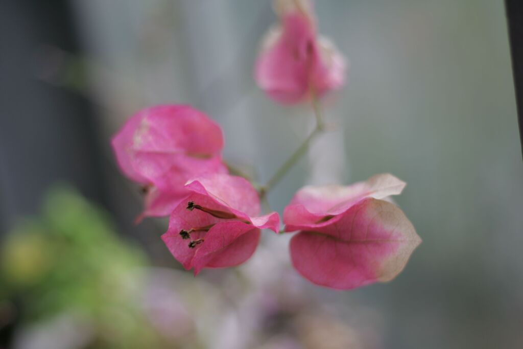 ブーゲンビリア