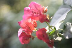 ブーゲンリレア