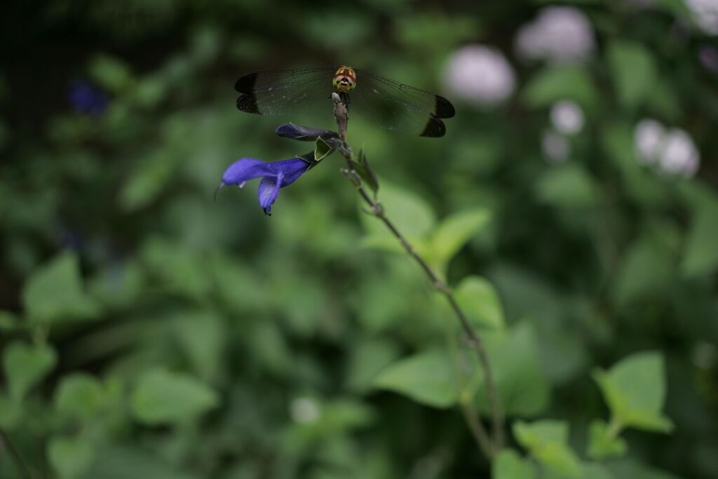 栃木県中央公園No05