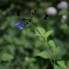 栃木県中央公園No05