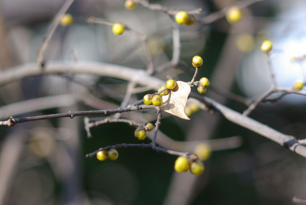 冬の公園の午後_ろうばい