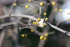冬の公園の午後_ろうばい
