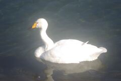 カビとクモリによるソフト効果？